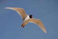David Plant Photography - Wildlife Photography - Mediterranean gull - D